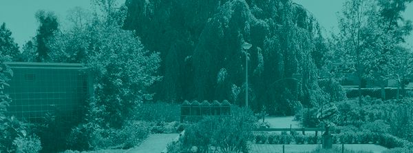 Dorpsgezicht Heino met karakteristieke wilg